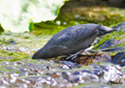 Cinclus mexicanus